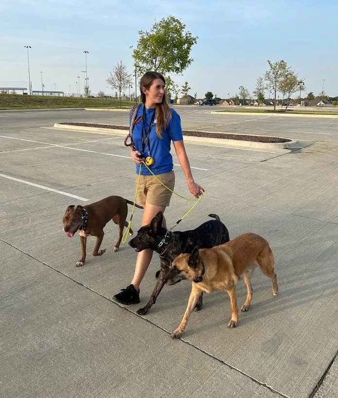 Dog Obedience Training - Make real progress with your dog’s behavior in Corinth, TX