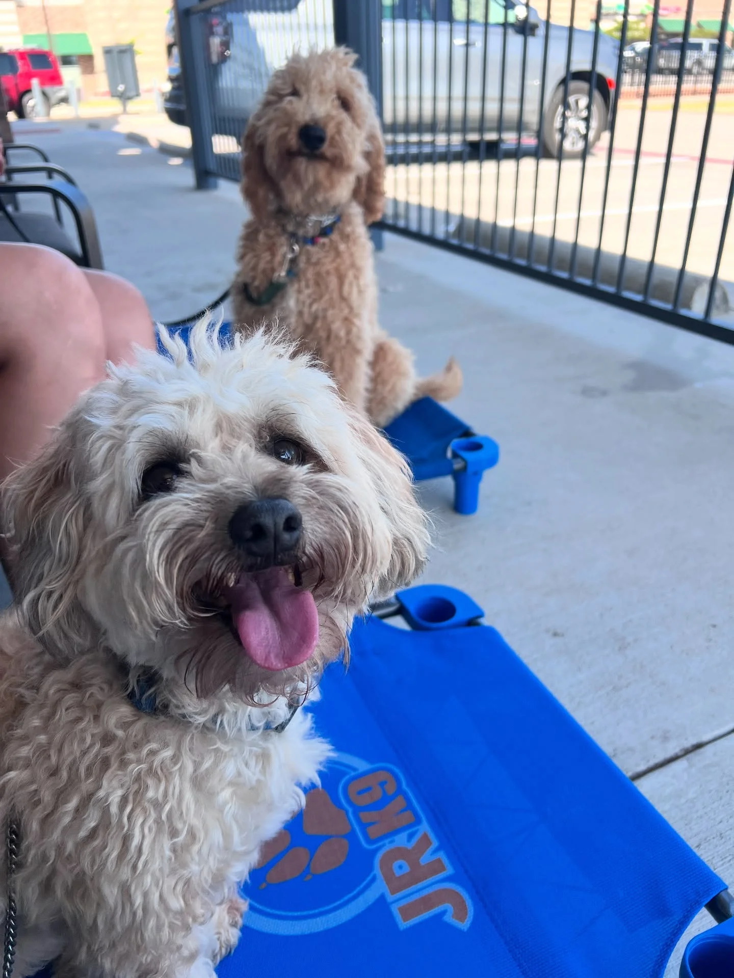 Puppy training in Corinth, Dallas, Plano, Denton, Texas - professional trainer teaching a puppy obedience and socialization skills.